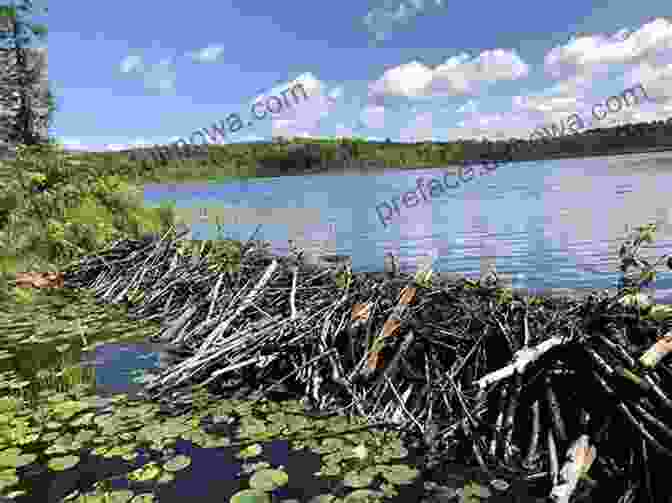 A Beaver Dam On A River In The Park Moraine State Park (Images Of Modern America)