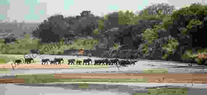 A Herd Of Elephants Crossing A River In Kruger National Park Kruger National Park: Questions Answers