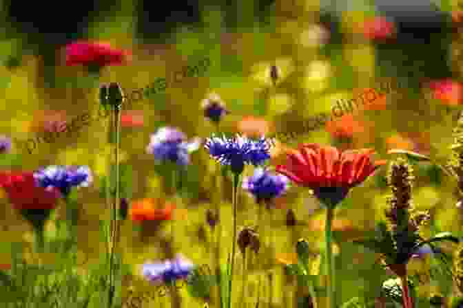 A Lush Spring Meadow Ablaze With Vibrant Wildflowers Bloom Tunes: Poems For Spring (Children S Poems For All Seasons 2)