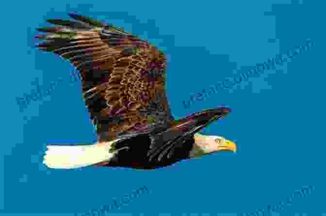 A Majestic Bald Eagle In Flight Moraine State Park (Images Of Modern America)