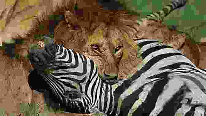 A Pride Of Lions Hunting A Zebra In Kruger National Park Kruger National Park: Questions Answers