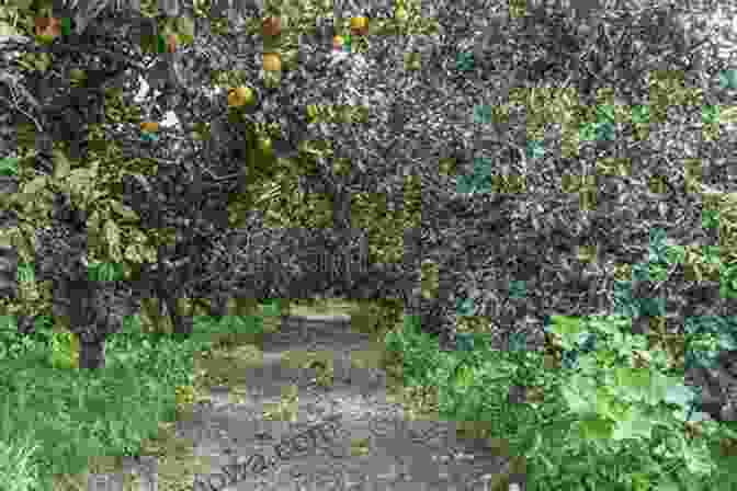 A Sprawling Orange Grove In Reedley, With Rows Upon Rows Of Citrus Trees Laden With Fruit Reedley (Images Of America) Kenneth Zech