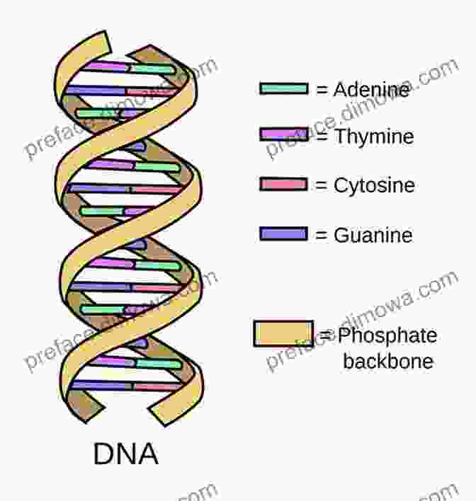 Diagram Of DNA Structure Biology Beginning Science Part 2 Dominik Duscher