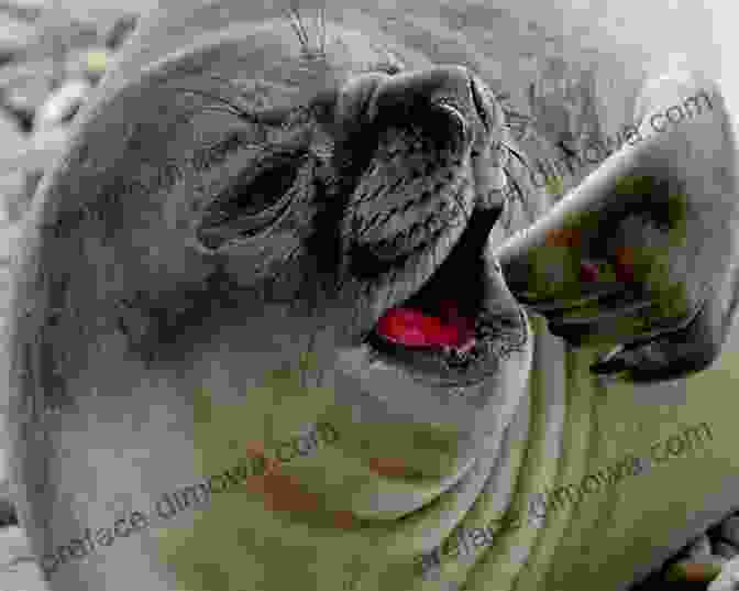 Elephant Seal Pups On The Beach Elephant Seal Seasons At The Piedras Blancas Colony CA