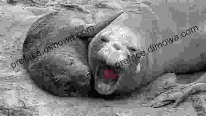 Elephant Seals Playing In The Water Elephant Seal Seasons At The Piedras Blancas Colony CA