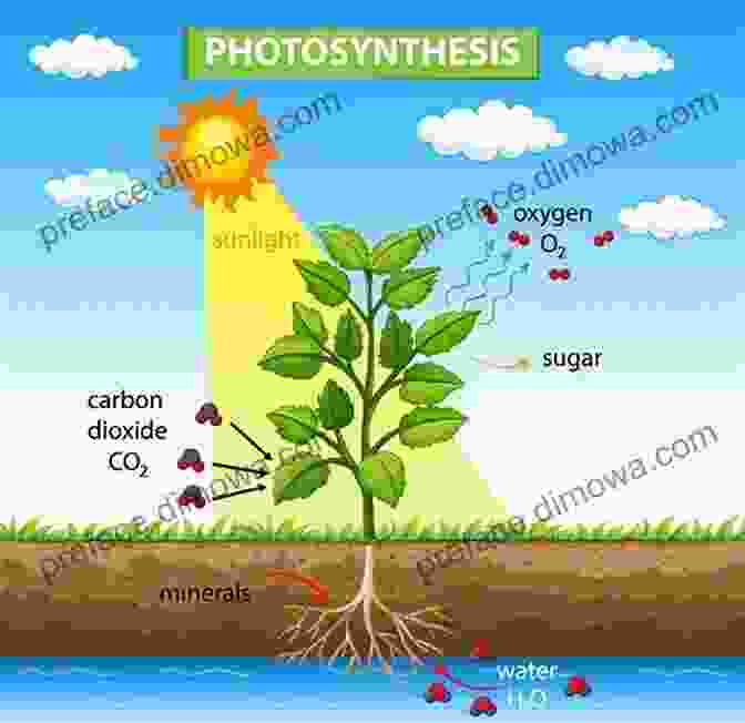 Illustration Of Photosynthesis Process Biology Beginning Science Part 2 Dominik Duscher