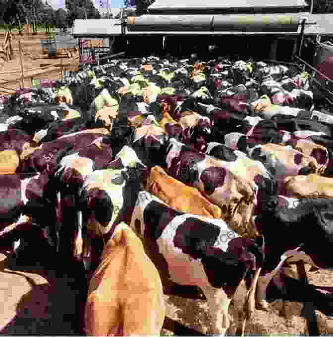 Image Of A Cow In A Crowded Feedlot Meatsplaining: The Animal Agriculture Industry And The Rhetoric Of Denial (Animal Publics)