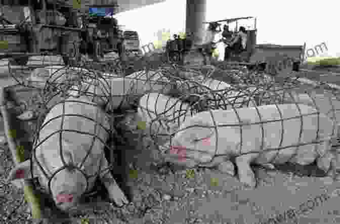 Image Of A Pig In A Cage Meatsplaining: The Animal Agriculture Industry And The Rhetoric Of Denial (Animal Publics)