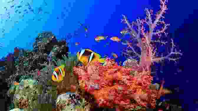 Shoals Of Fish Swimming Over A Coral Reef Atlas Of The Deep Water Seabed: Ireland